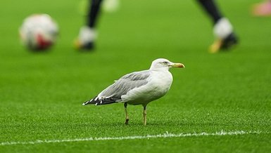 Beşiktaş-Samsunspor Maçında Davetsiz Misafir: Yaralı Martı